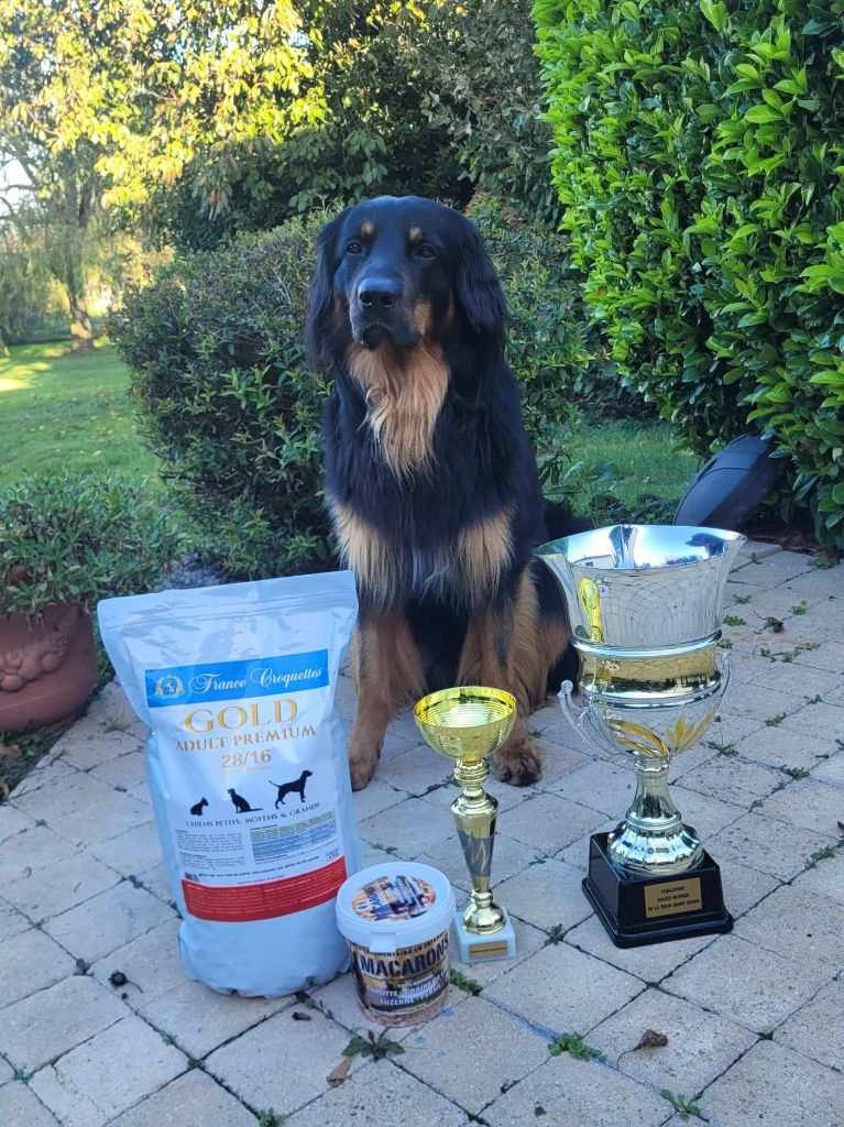 CH. Sunny Des trois petits diables