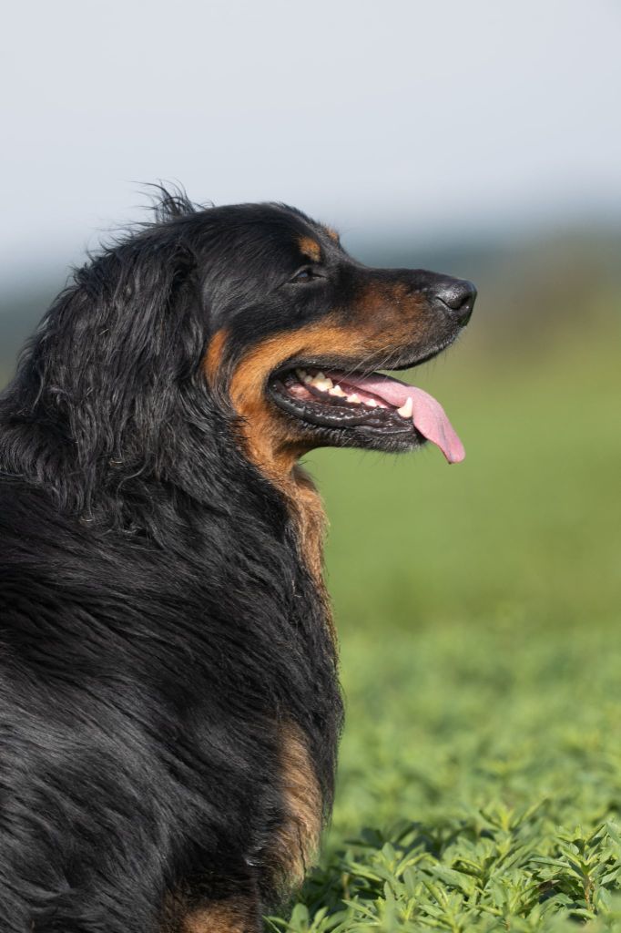 CH. Sunny Des trois petits diables