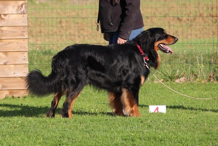 Rook Des trois petits diables