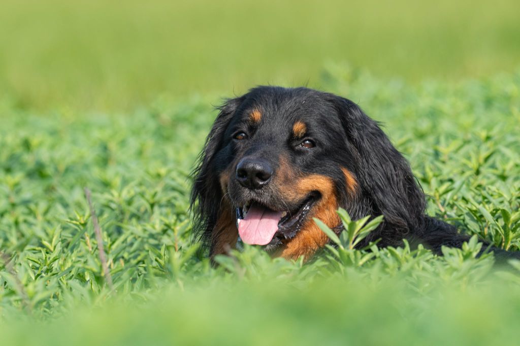 CH. Sunny Des trois petits diables
