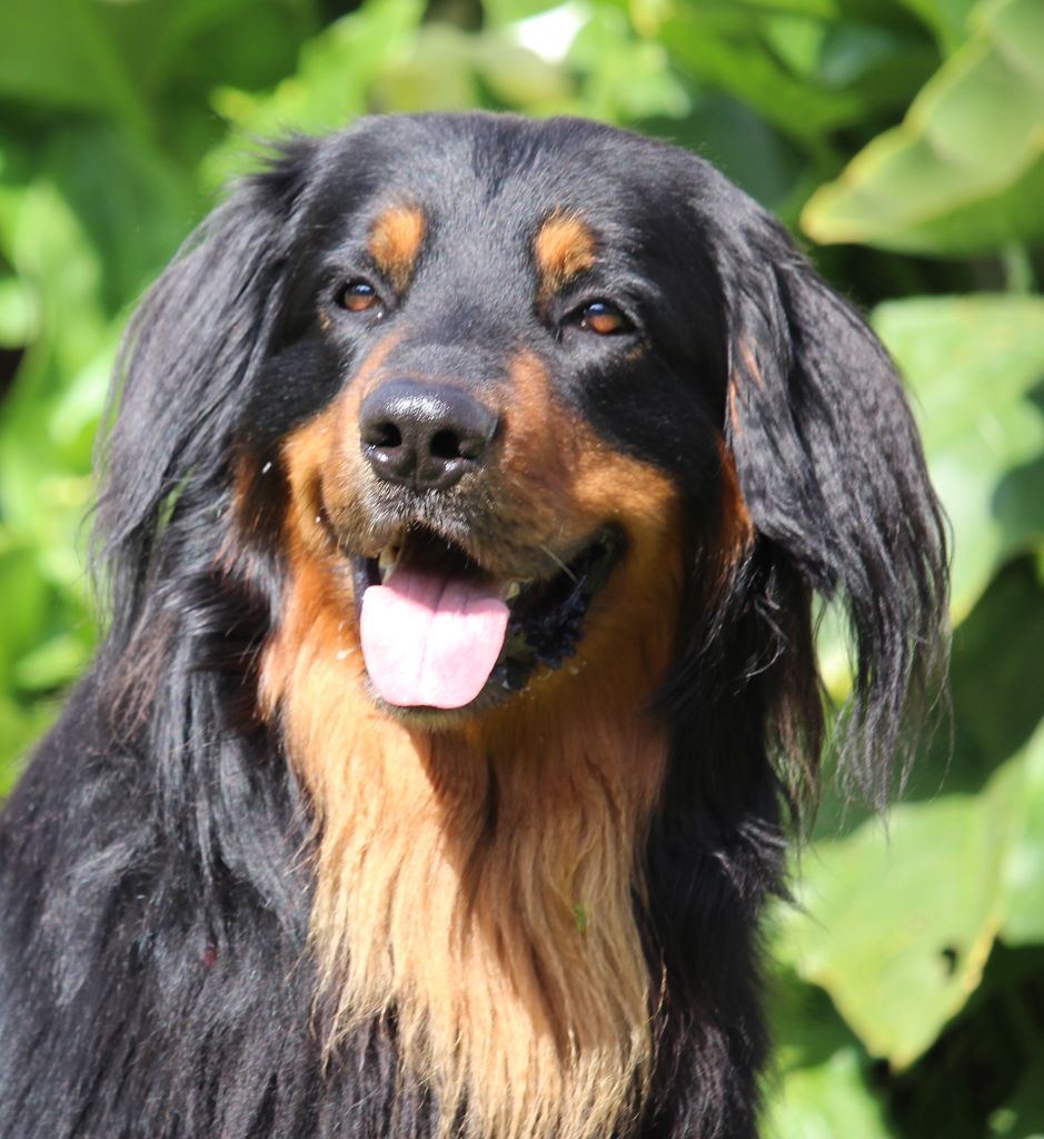 CH. Sunny Des trois petits diables