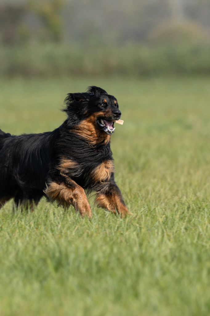CH. Sunny Des trois petits diables