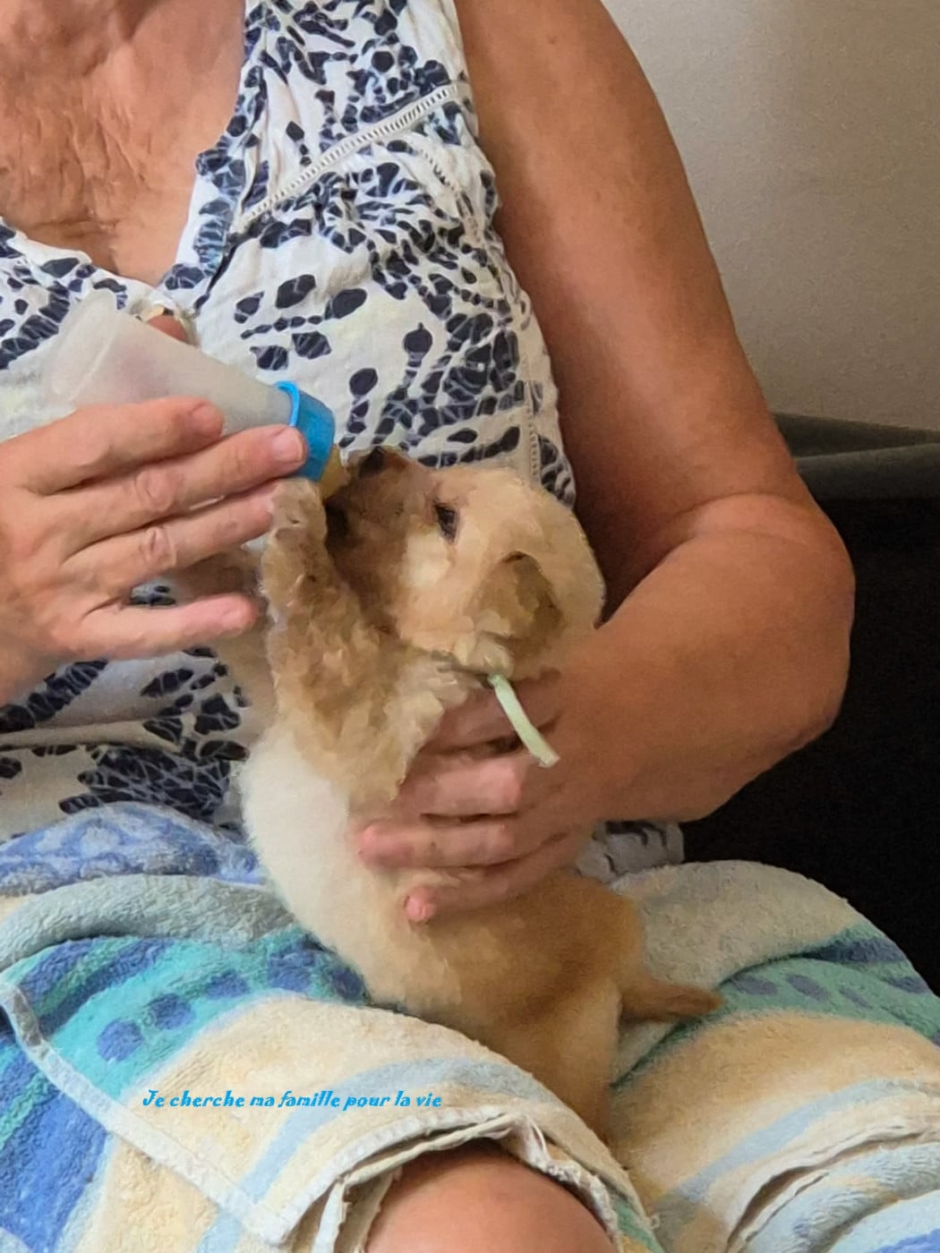 Chiot Hovawart