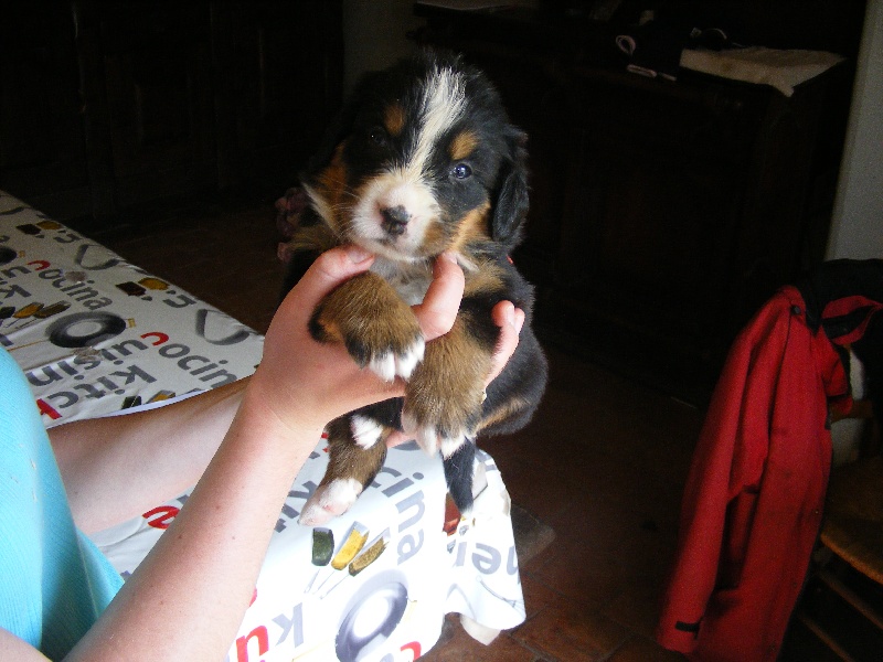 Publication : du domaine du roi richard