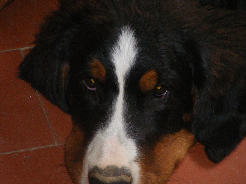 Publication : du domaine du roi richard