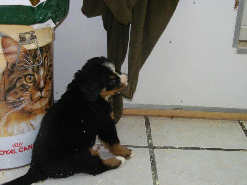 Publication : du domaine du roi richard