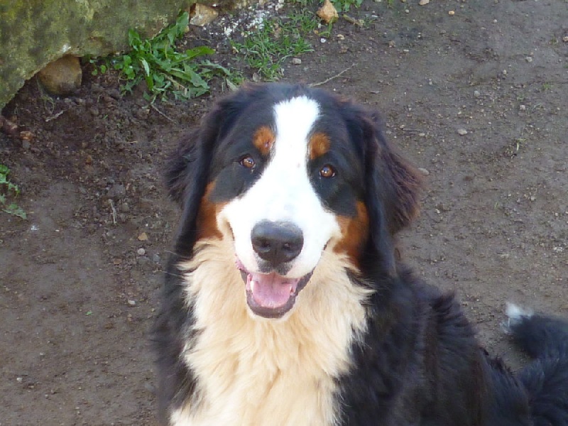 Publication : du domaine du roi richard