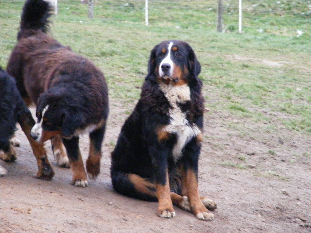 Publication : du domaine du roi richard