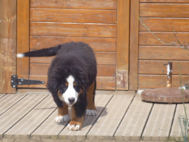 Publication : du domaine du roi richard