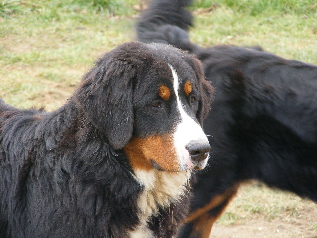 Publication : du domaine du roi richard