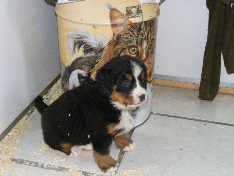 Publication : du domaine du roi richard