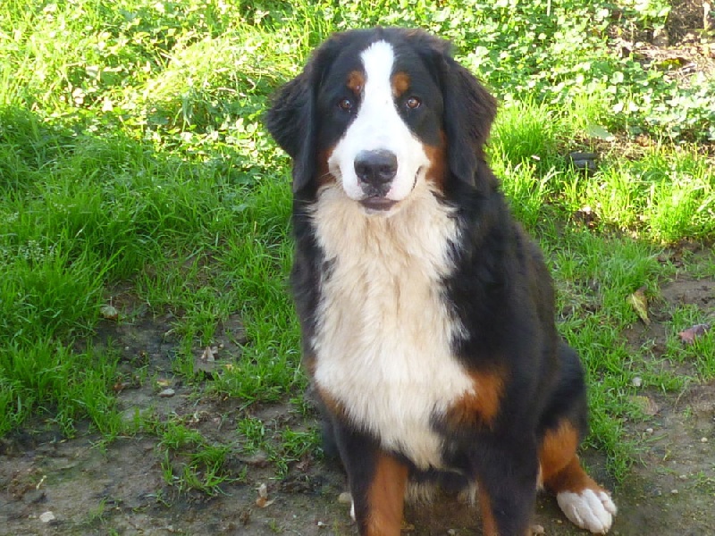 Publication : du domaine du roi richard