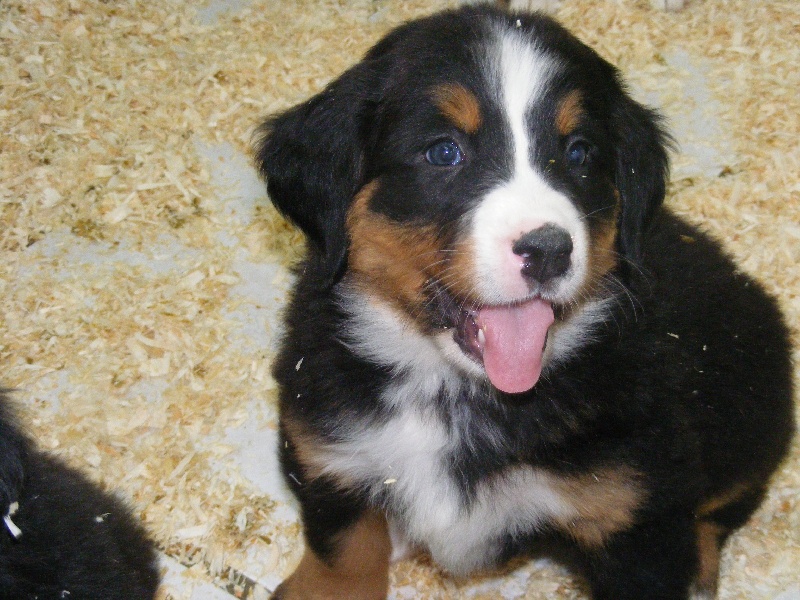 Publication : du domaine du roi richard