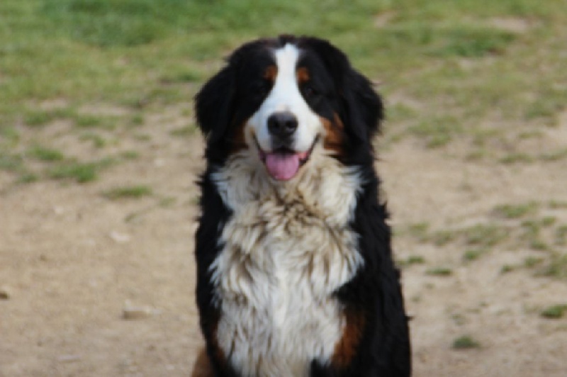 Publication : du domaine du roi richard