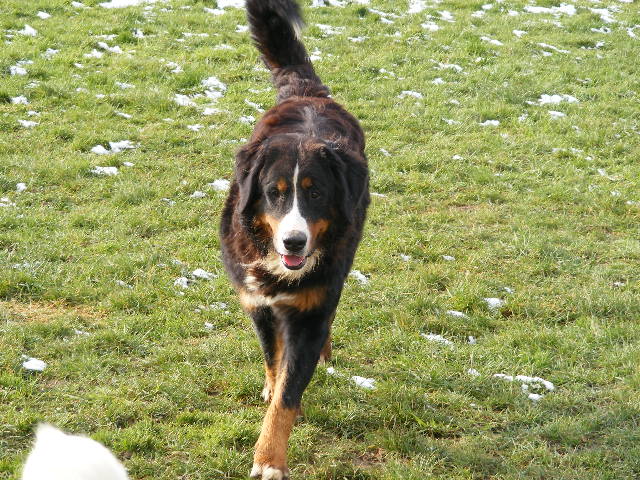 Publication : du domaine du roi richard