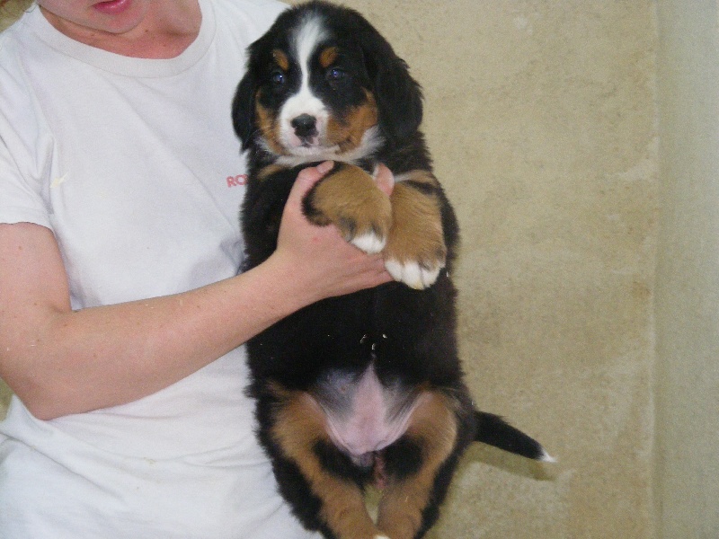 Publication : du domaine du roi richard