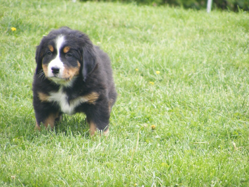 Publication : du domaine du roi richard