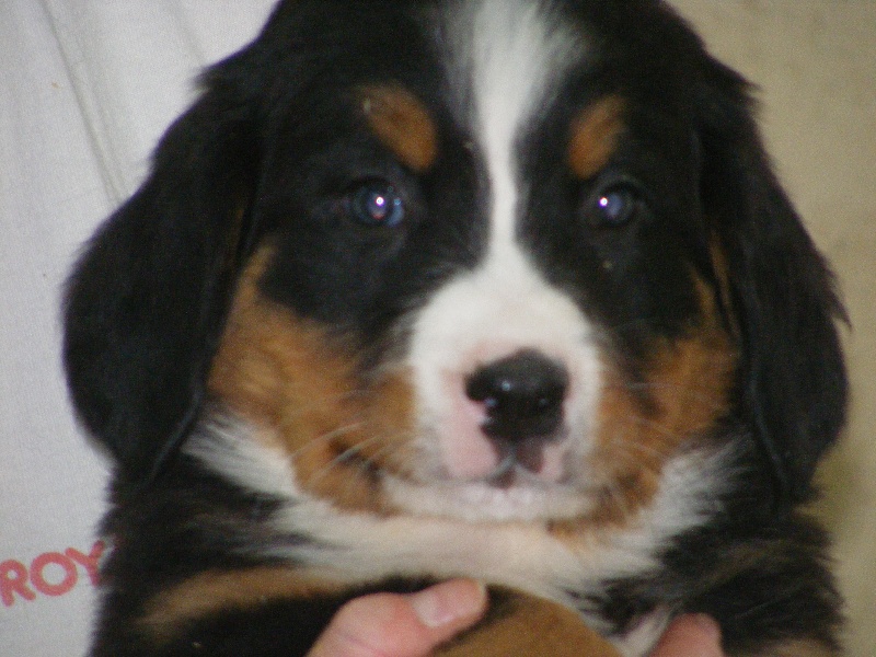 Publication : du domaine du roi richard