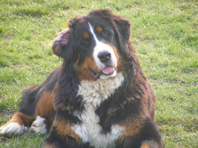 Publication : du domaine du roi richard