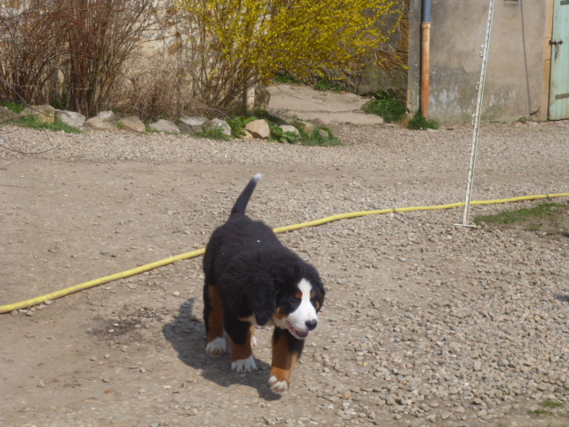 Publication : du domaine du roi richard