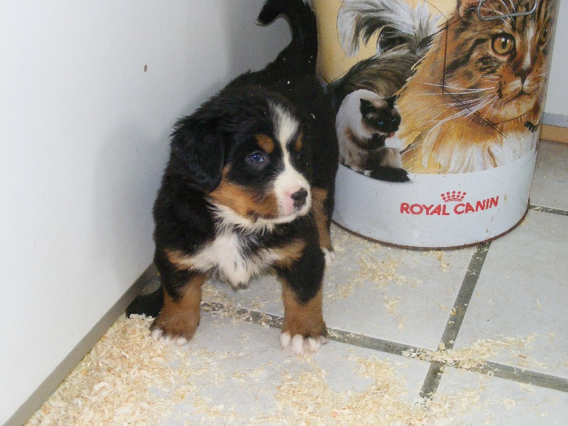 Publication : du domaine du roi richard