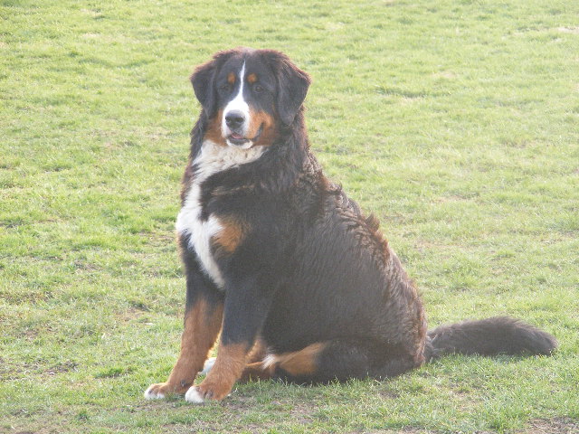 Publication : du domaine du roi richard