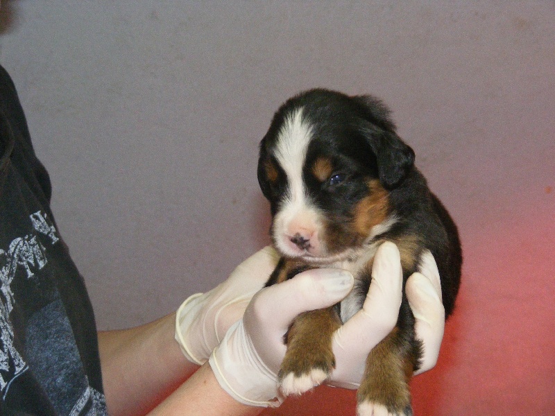 Publication : du domaine du roi richard