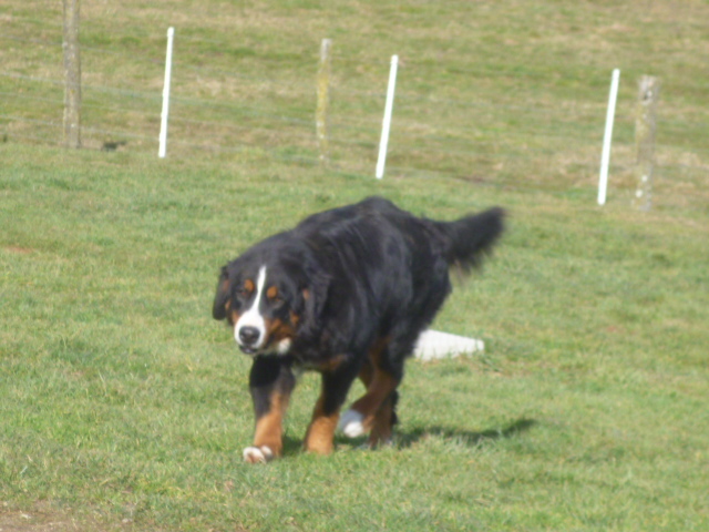 Publication : du domaine du roi richard