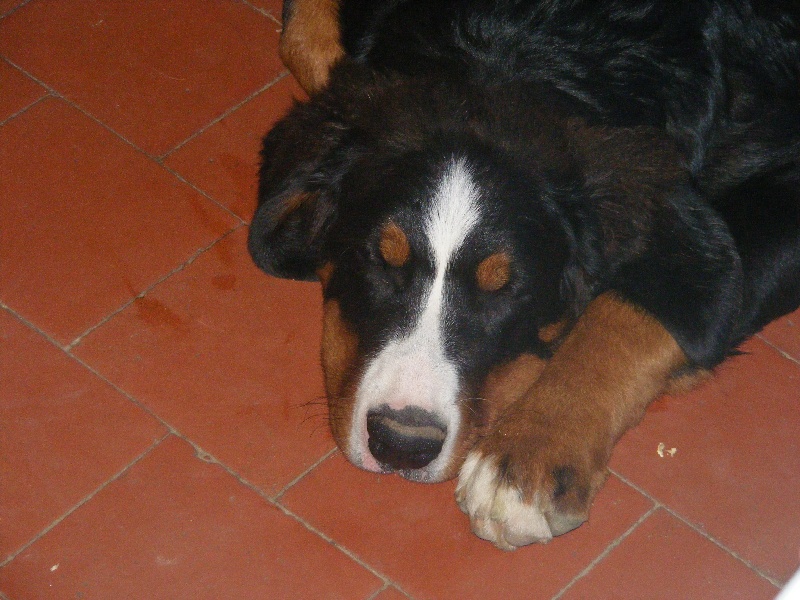 Publication : du domaine du roi richard