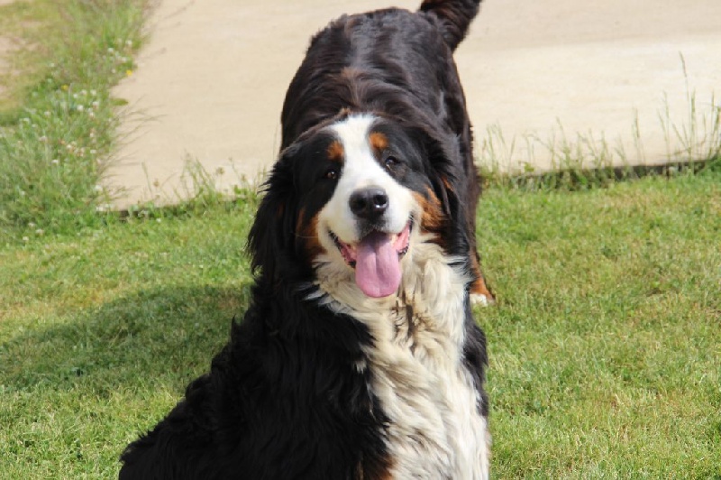 Publication : du domaine du roi richard