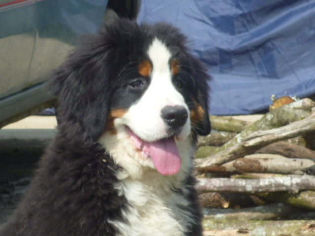 Publication : du domaine du roi richard