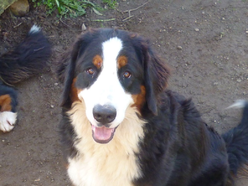 Publication : du domaine du roi richard