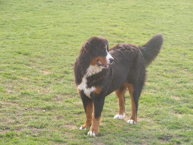 Publication : du domaine du roi richard