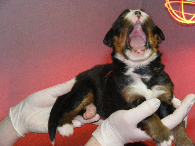 Publication : du domaine du roi richard