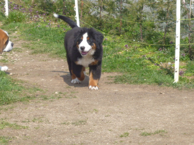 Publication : du domaine du roi richard