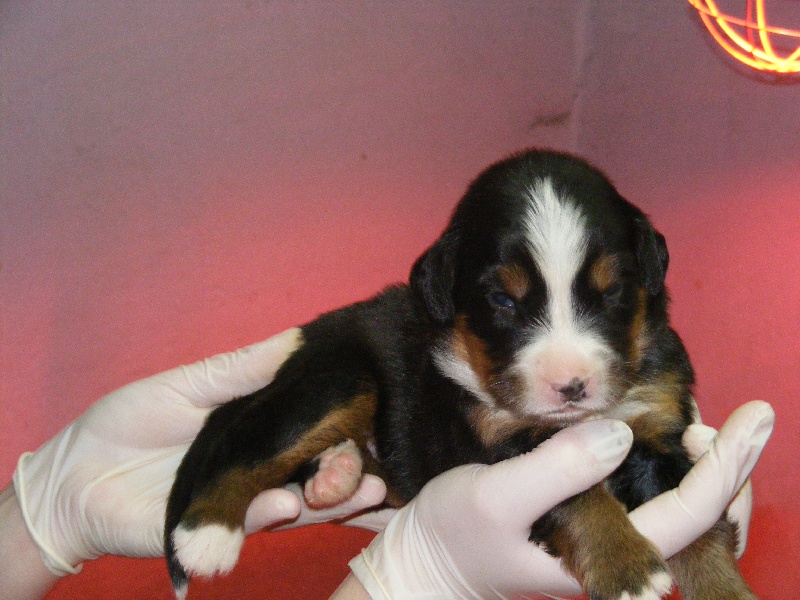 Publication : du domaine du roi richard