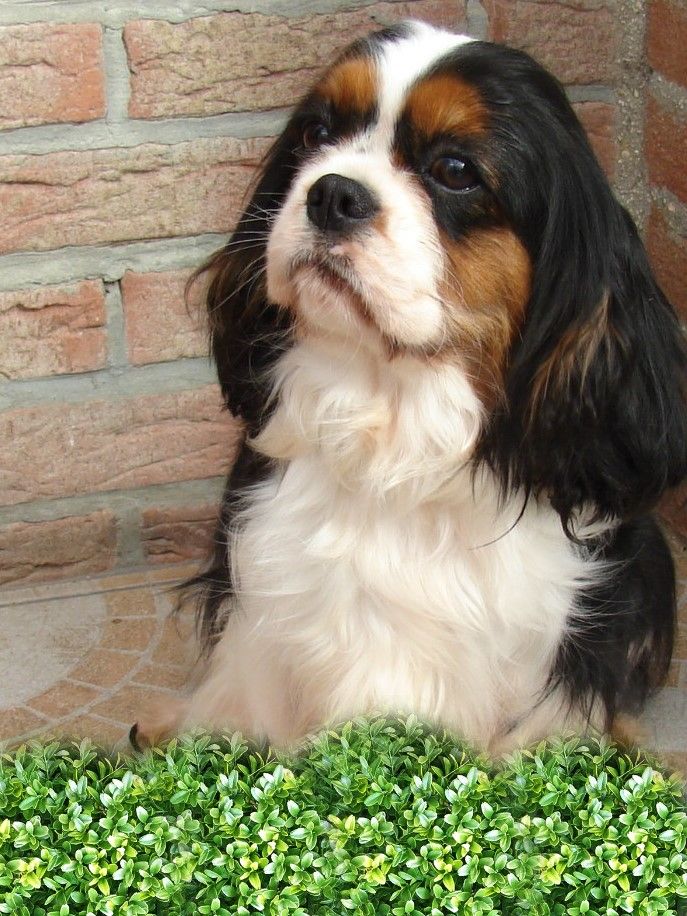 Publication : Du val de la lauriere