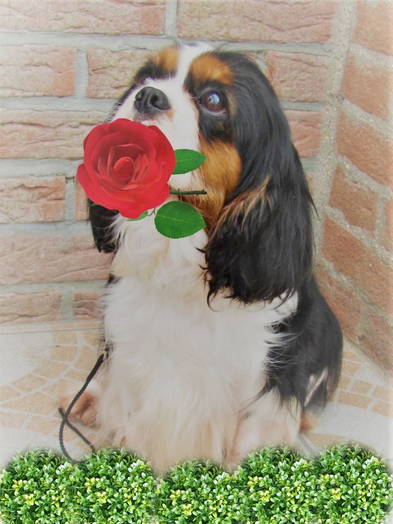 Publication : Du val de la lauriere