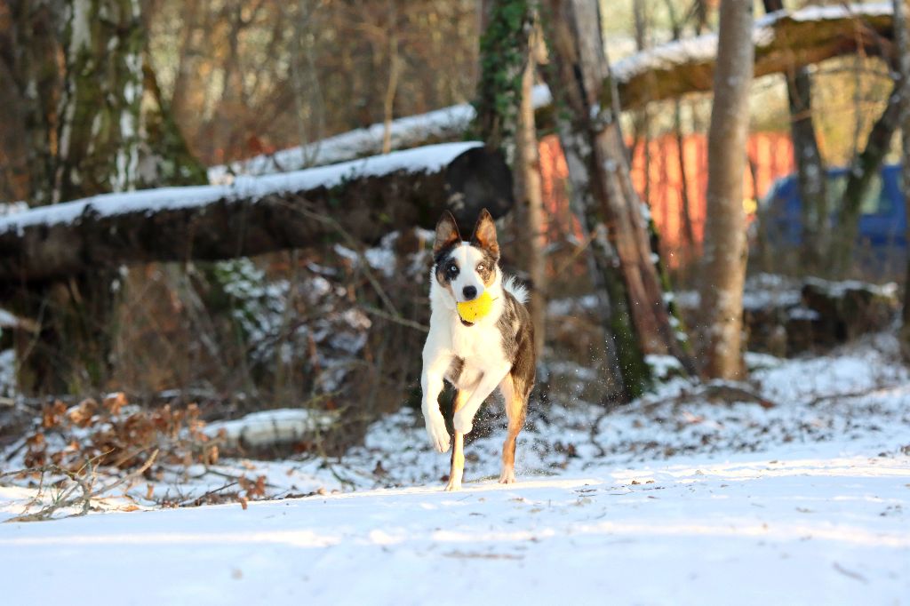 Summer blue des Coteaux du petit gris