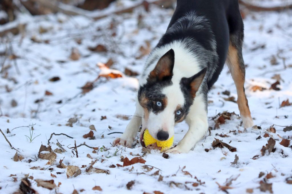 Summer blue des Coteaux du petit gris