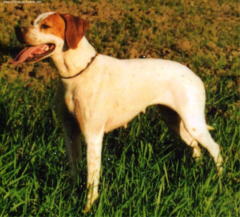 CH. Prima de la cense aux lièvres - C Q N