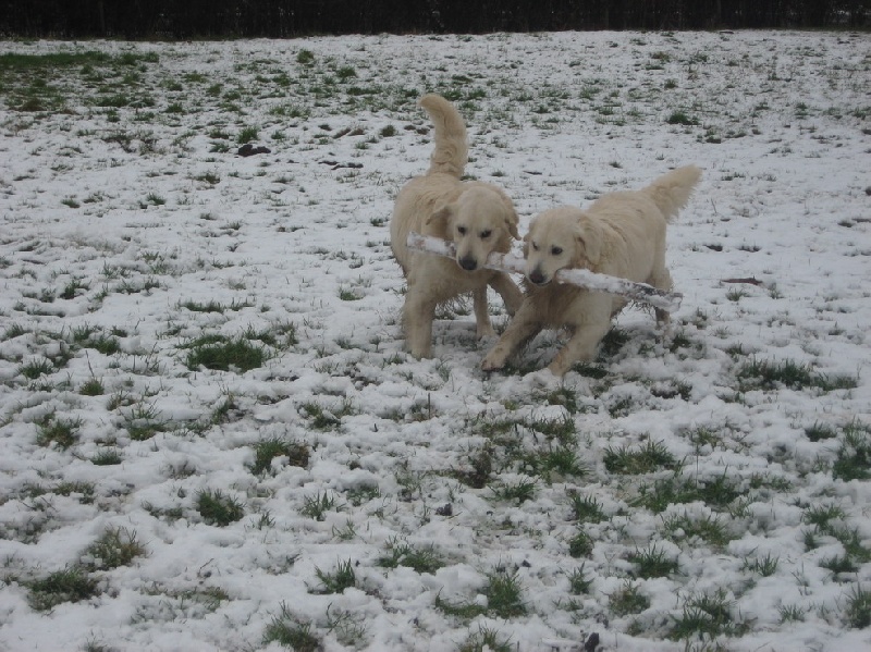 Publication : du domaine des calins Auteur : OLLIVIER