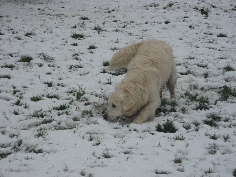 Publication : du domaine des calins Auteur : OLLIVIER