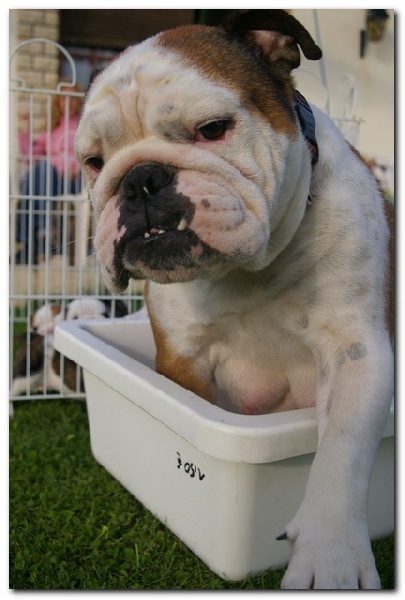 Publication : du domaine des calins Auteur : ollivier