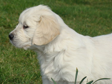 Publication : du domaine des calins Auteur : OLLIVIER