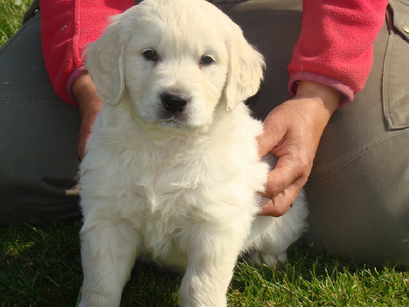 Publication : du domaine des calins Auteur : OLLIVIER