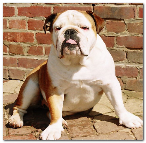 Publication : du domaine des calins Auteur : ollivier