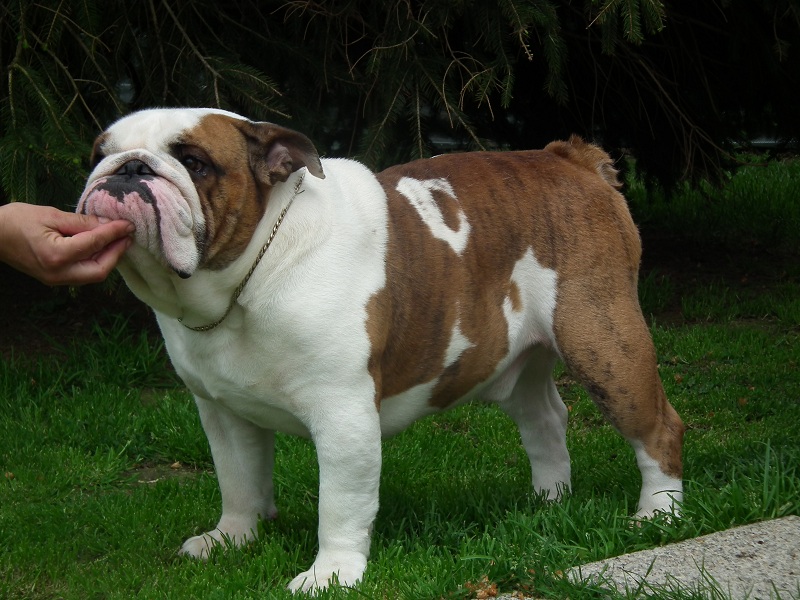 Publication : du domaine des calins Auteur : ollivier anita domaine des calin