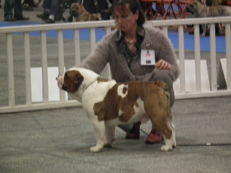 Enzo du domaine des calins - cacib cacs