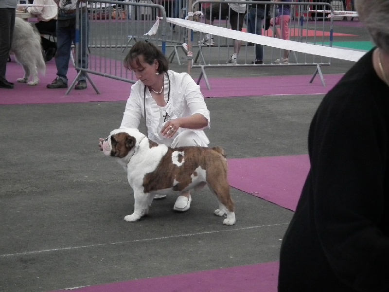 Enzo du domaine des calins - CACIB CACS MEILLEUR DE RACE